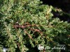 Kadagys paprastasis ,Green Carpet' (lot. Juniperus communis)
